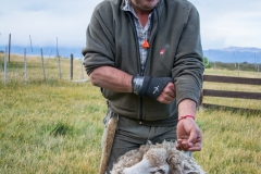 Sheep Shearer Argentina 109