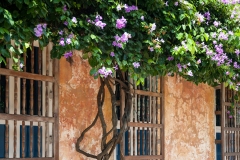 Cartegena Bougainvillea 183